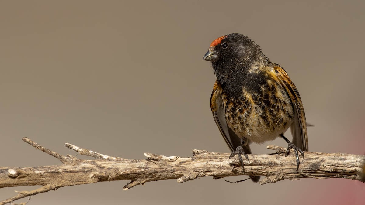 Fire-fronted Serin - ML614387741