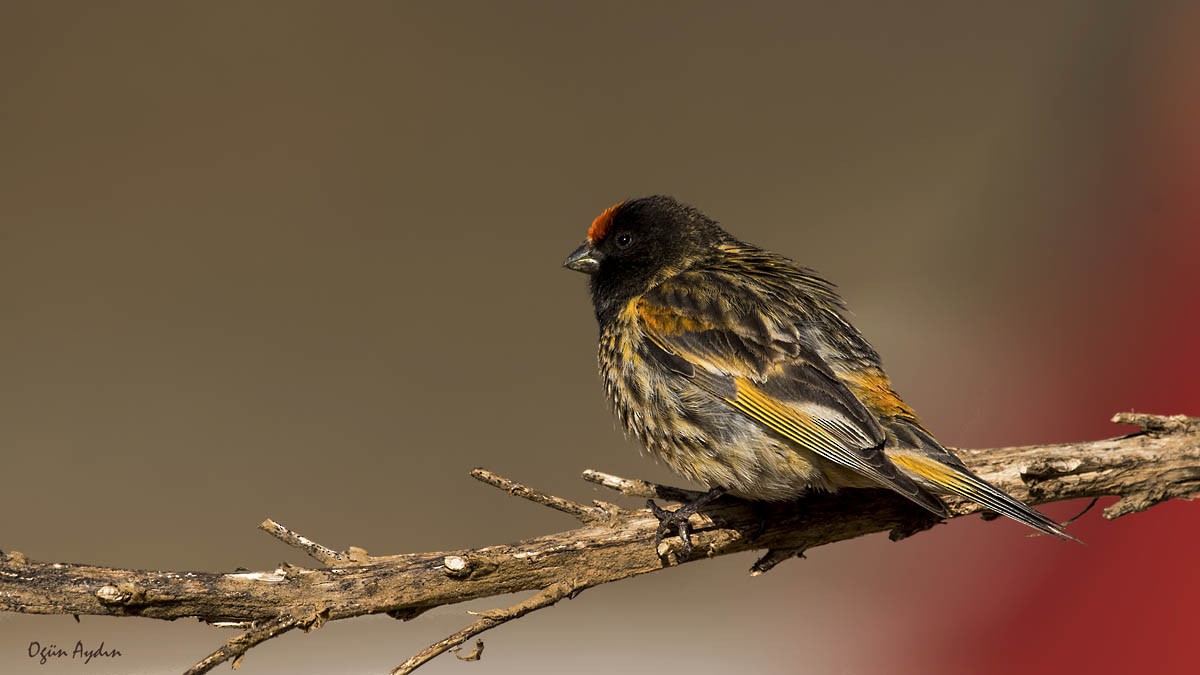 Fire-fronted Serin - ML614387742