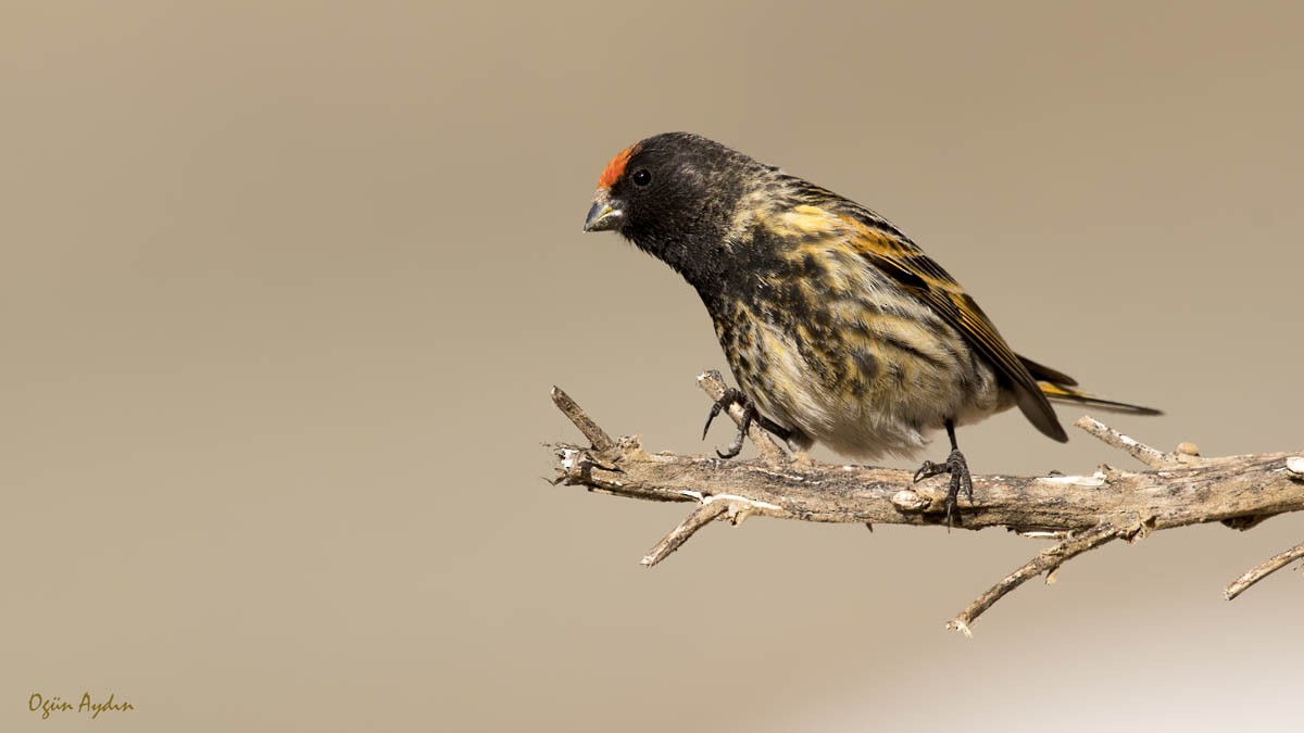 Fire-fronted Serin - ML614387744