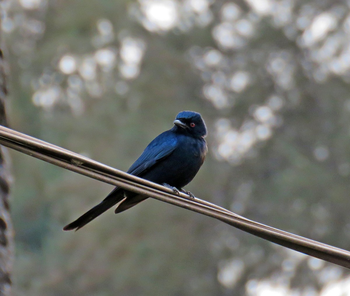 Fork-tailed Drongo (Glossy-backed) - ML614387888