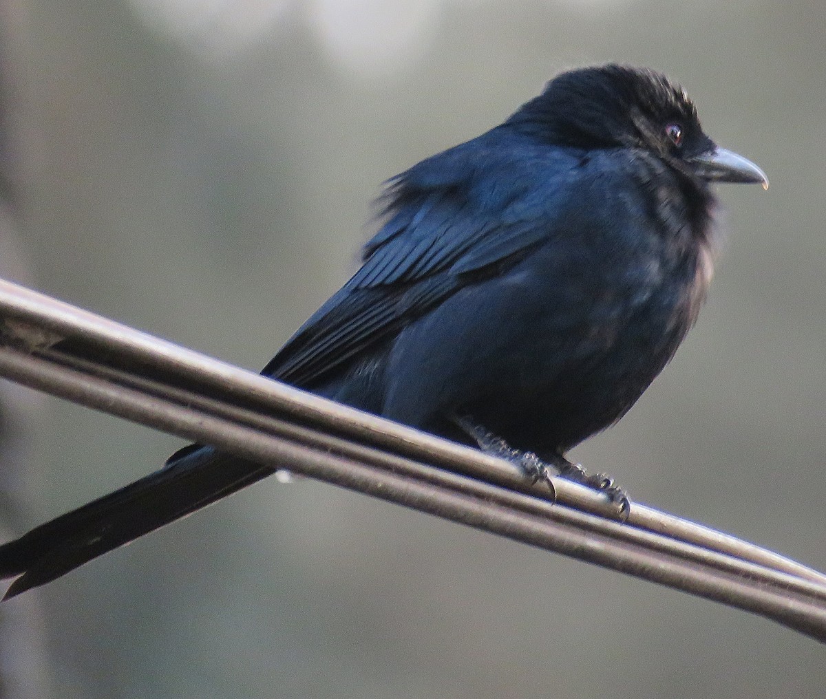 Fork-tailed Drongo (Glossy-backed) - ML614387889