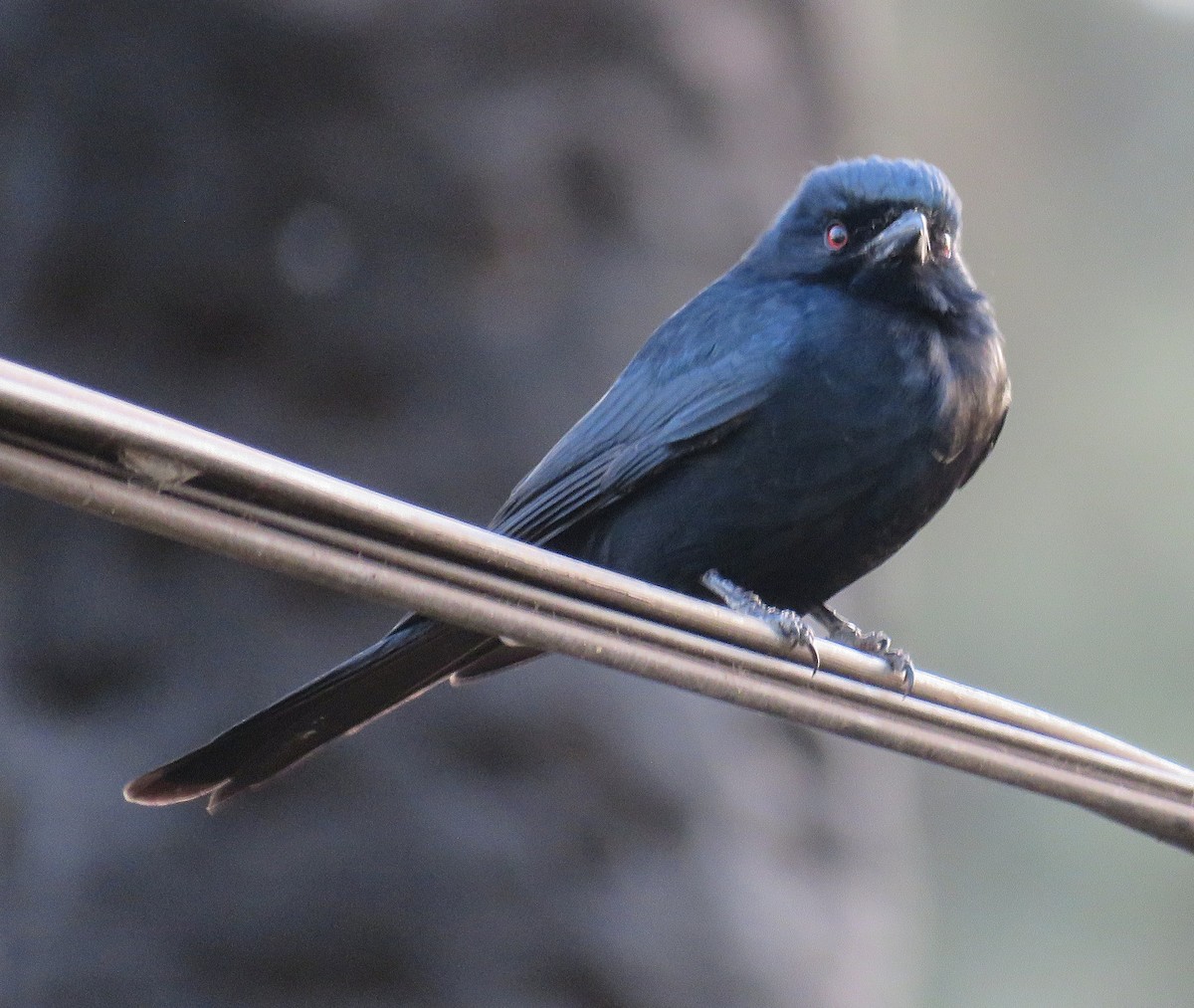 Fork-tailed Drongo (Glossy-backed) - ML614387890