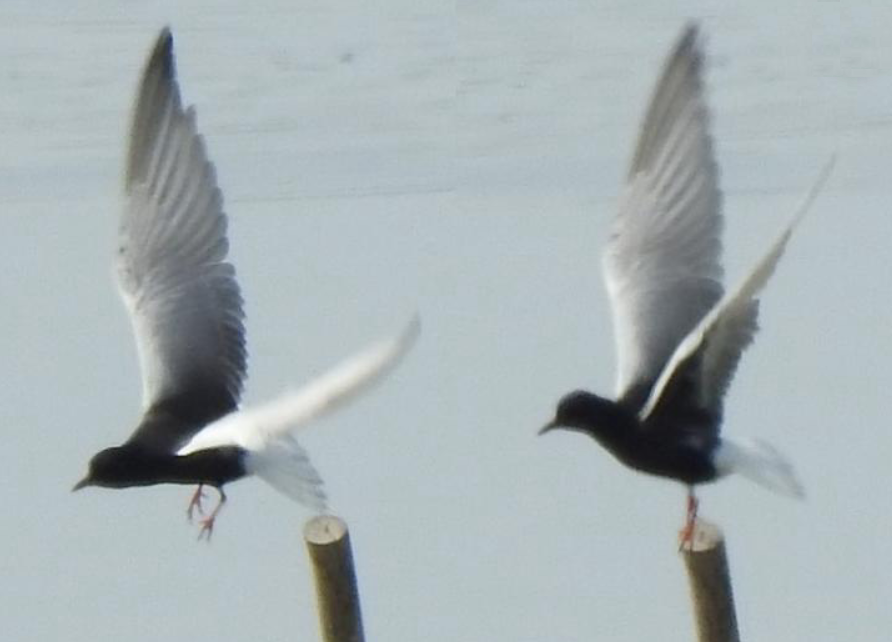 White-winged Tern - ML614388154