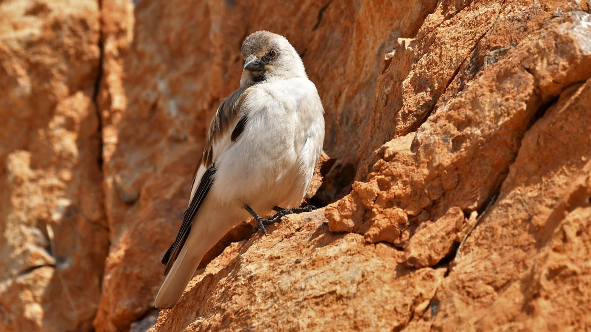 White-winged Snowfinch - ML614388205