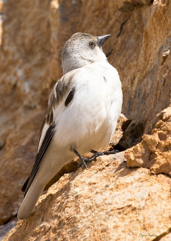 White-winged Snowfinch - ML614388206