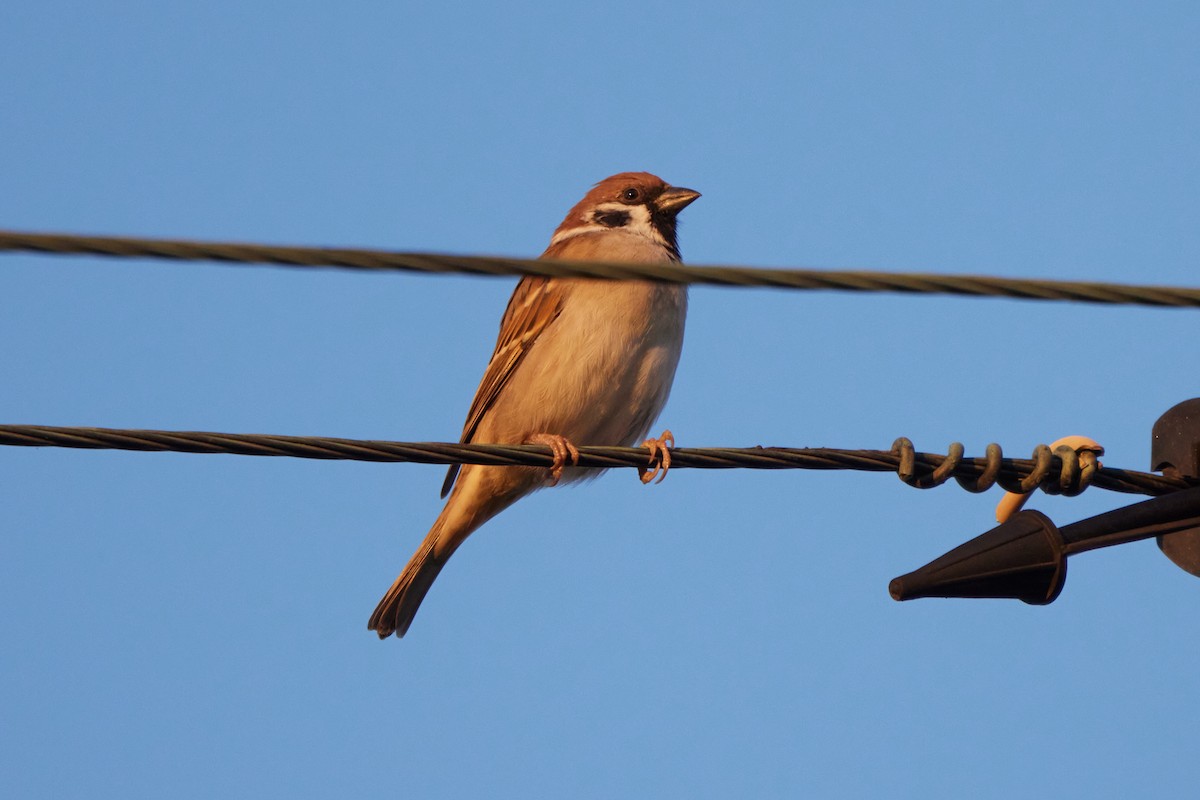 Eurasian Tree Sparrow - ML614388460