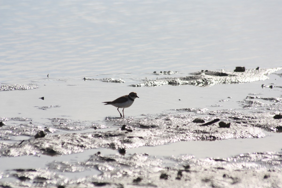 Semipalmated Plover - ML614388473