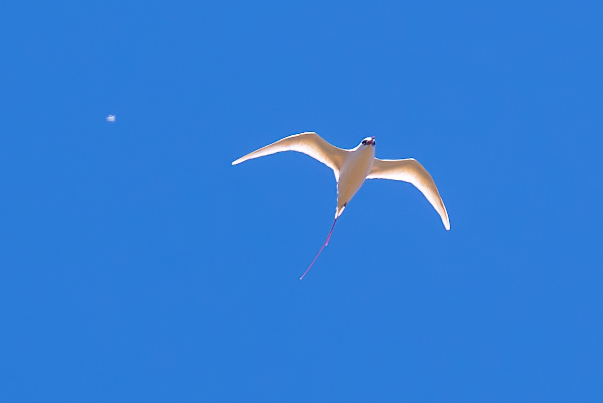 Red-tailed Tropicbird - ML614388850