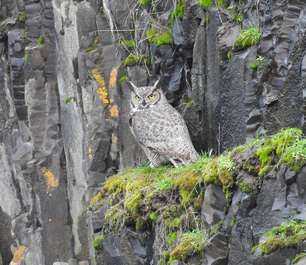 Great Horned Owl - ML614388922