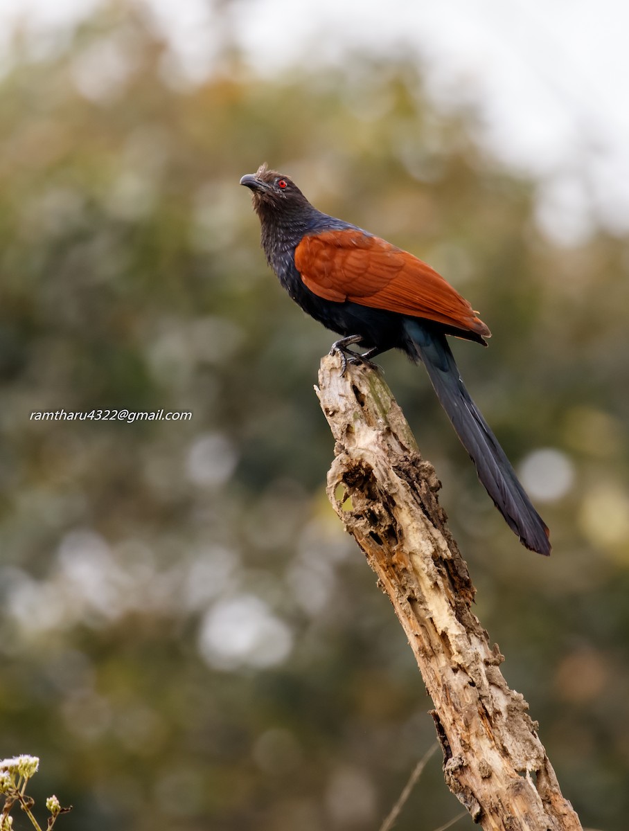 Greater Coucal - ML614389048