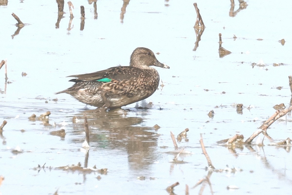 Green-winged Teal - ML614389257