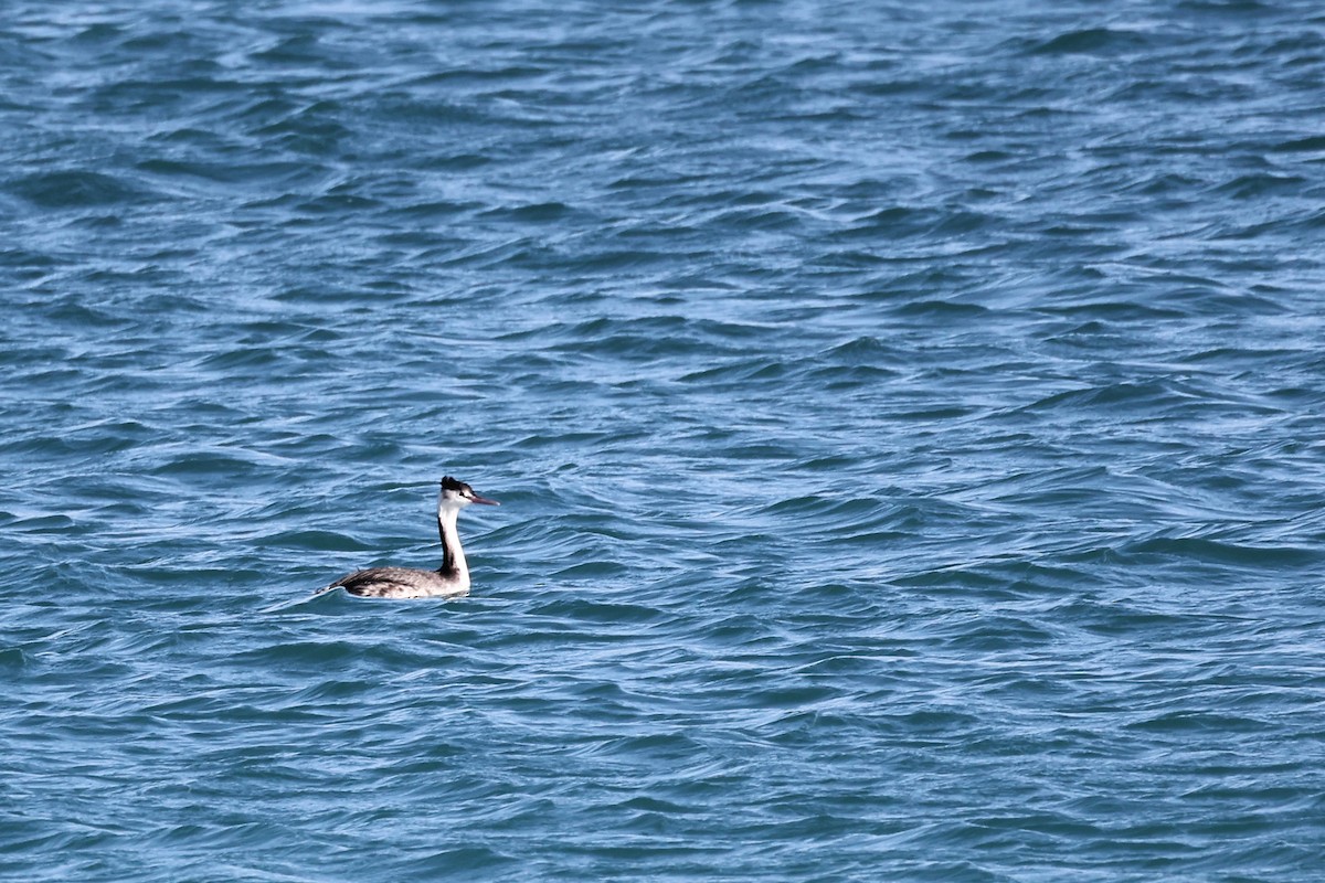 Great Crested Grebe - ML614389291