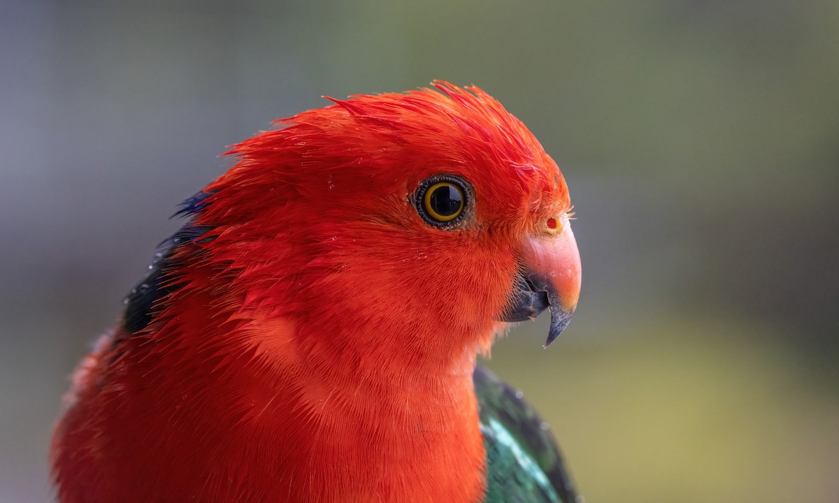 Australian King-Parrot - ML614389356