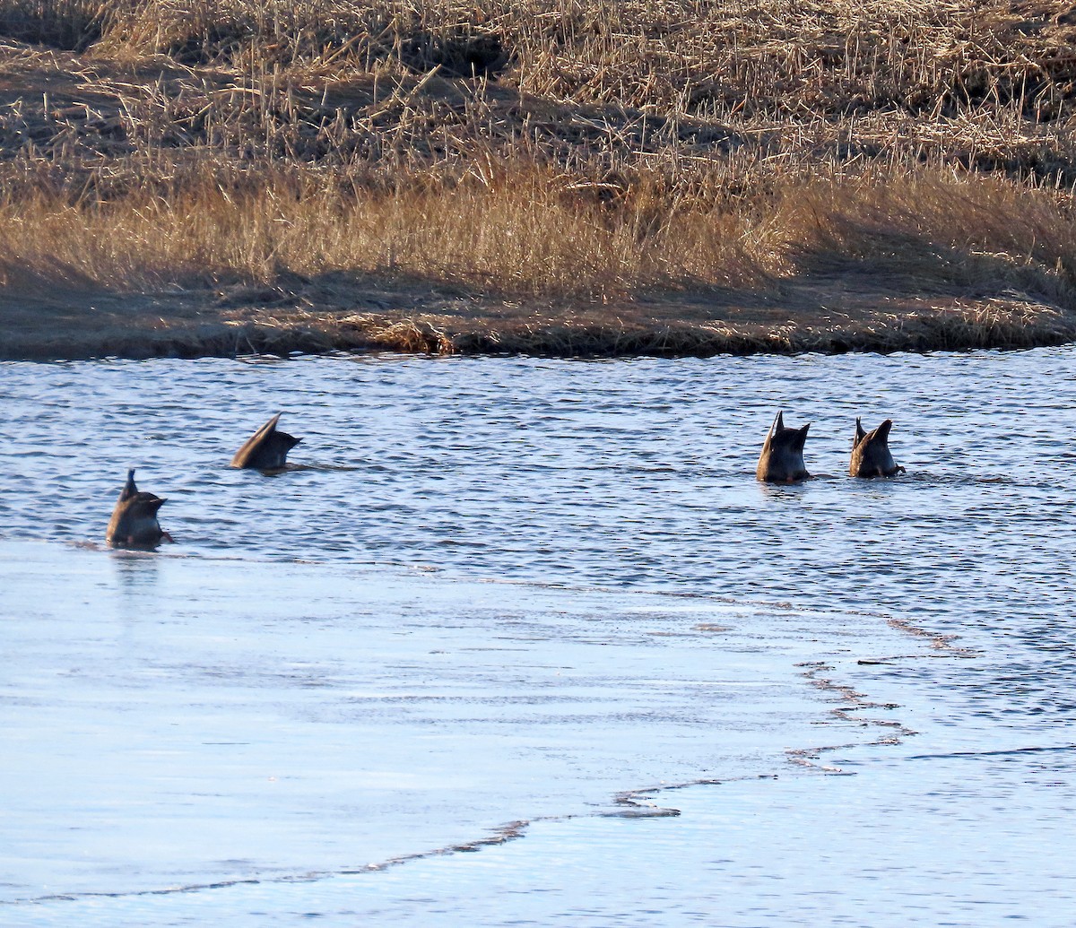 Ebird Checklist Feb Parker River Nwr Hellcat Dike Species