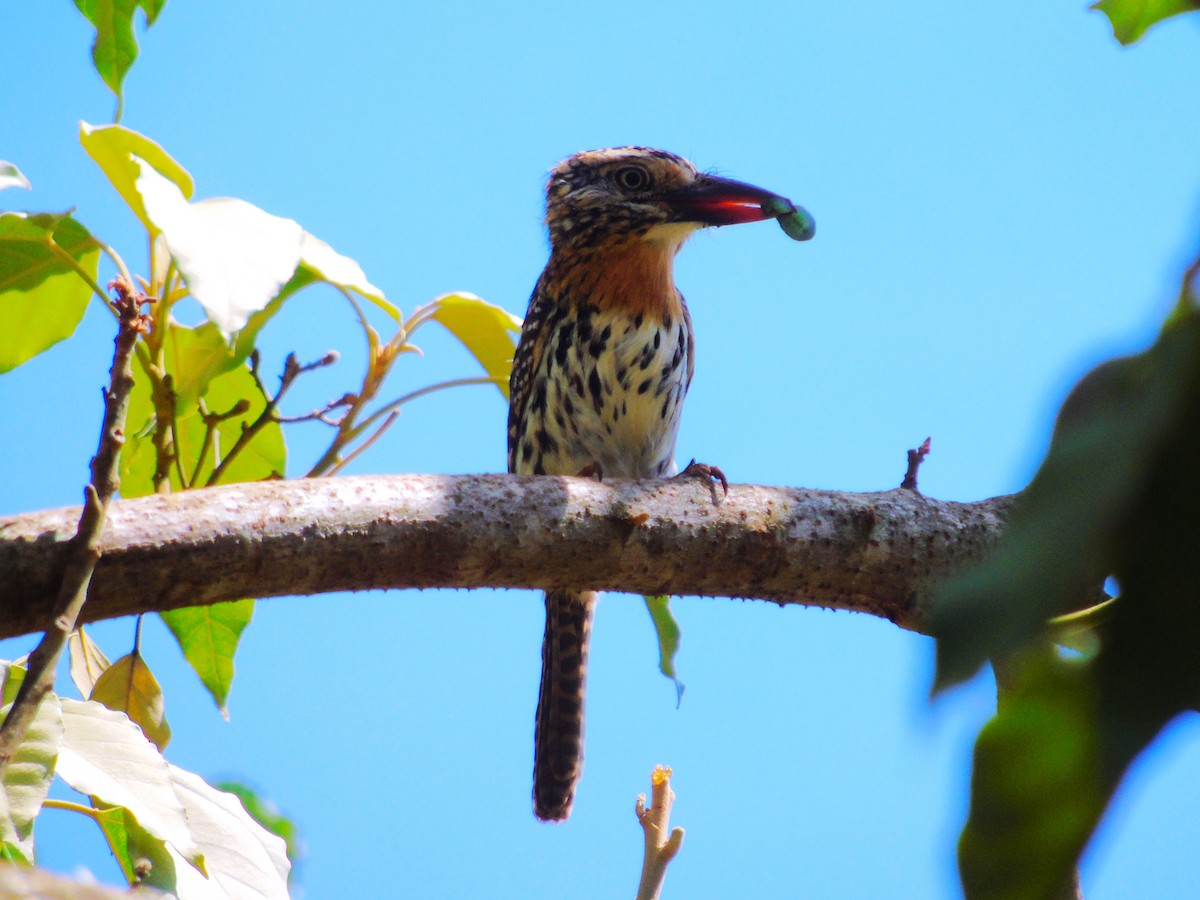 Spot-backed Puffbird (Chaco) - ML614389841