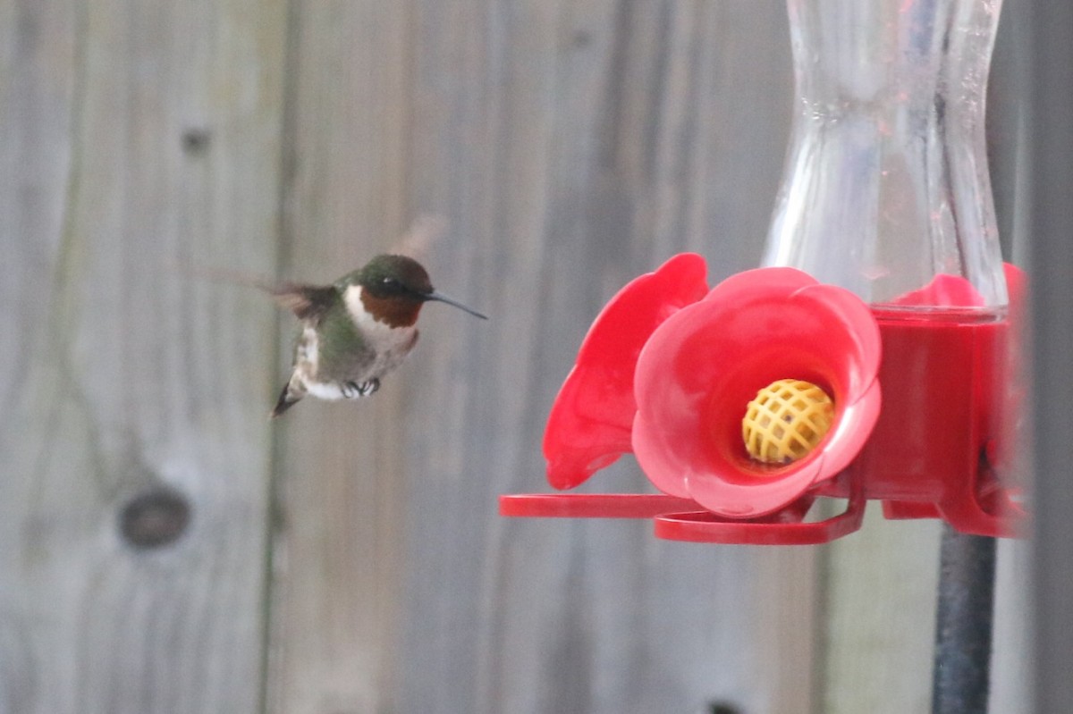 Ruby-throated Hummingbird - ML614389860