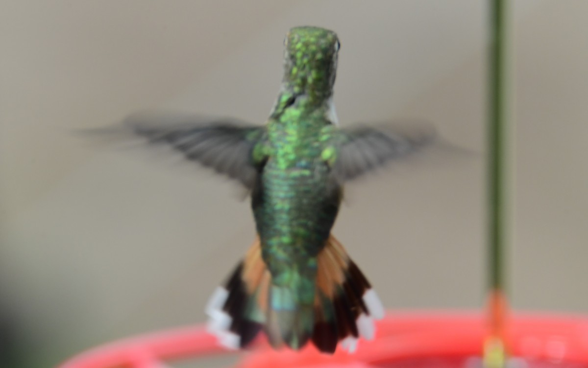 Rufous Hummingbird - ML614389917