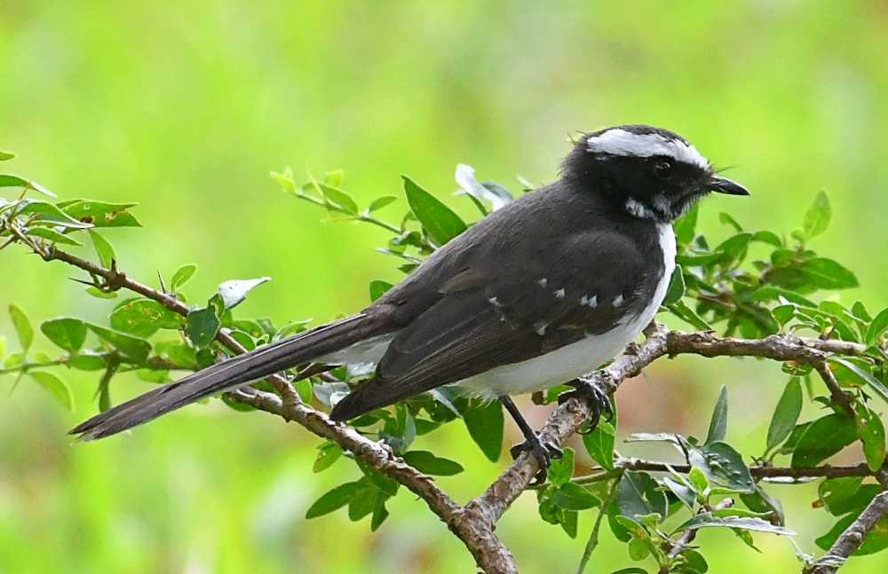 White-browed Fantail - ML614390483