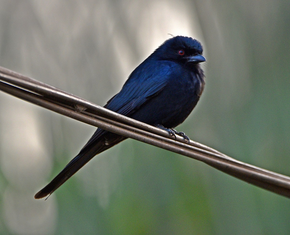 Fork-tailed Drongo (Glossy-backed) - ML614390566