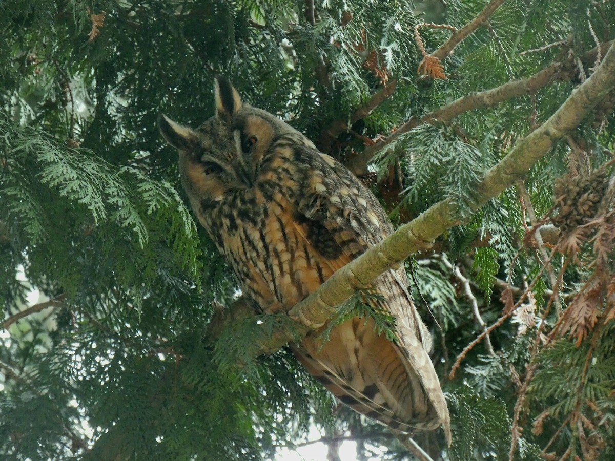 Long-eared Owl - ML614390654
