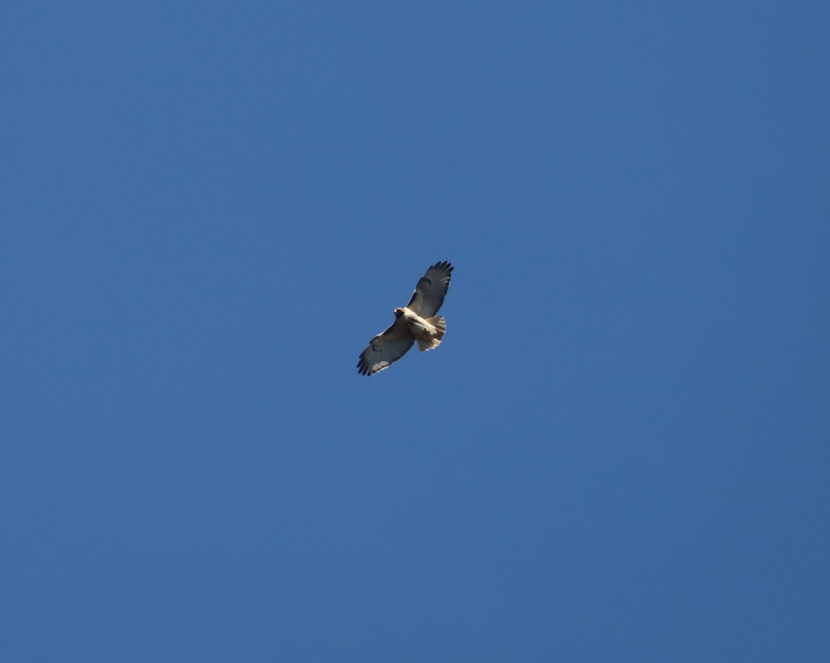 Red-tailed Hawk - ML614390659