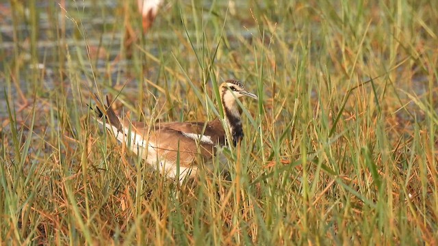 Pheasant-tailed Jacana - ML614390696