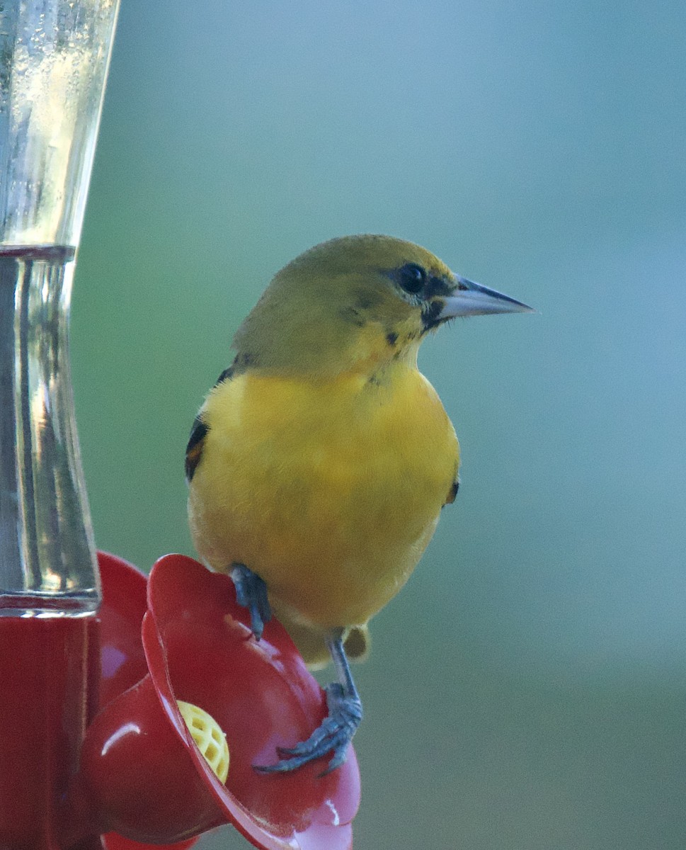 Orchard Oriole - ML614390743