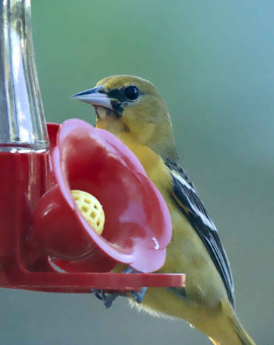 Orchard Oriole - ML614390744
