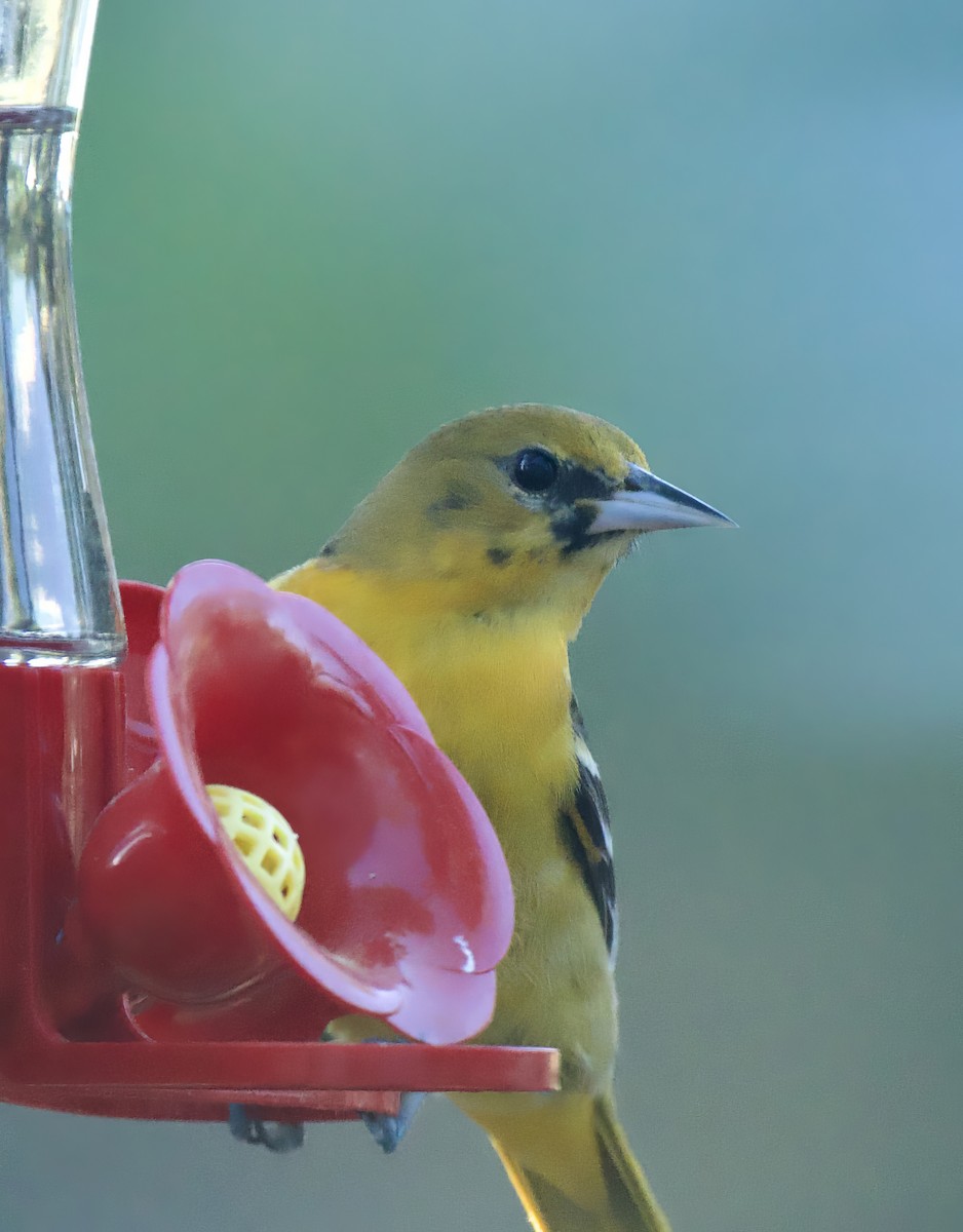 Orchard Oriole - ML614390745