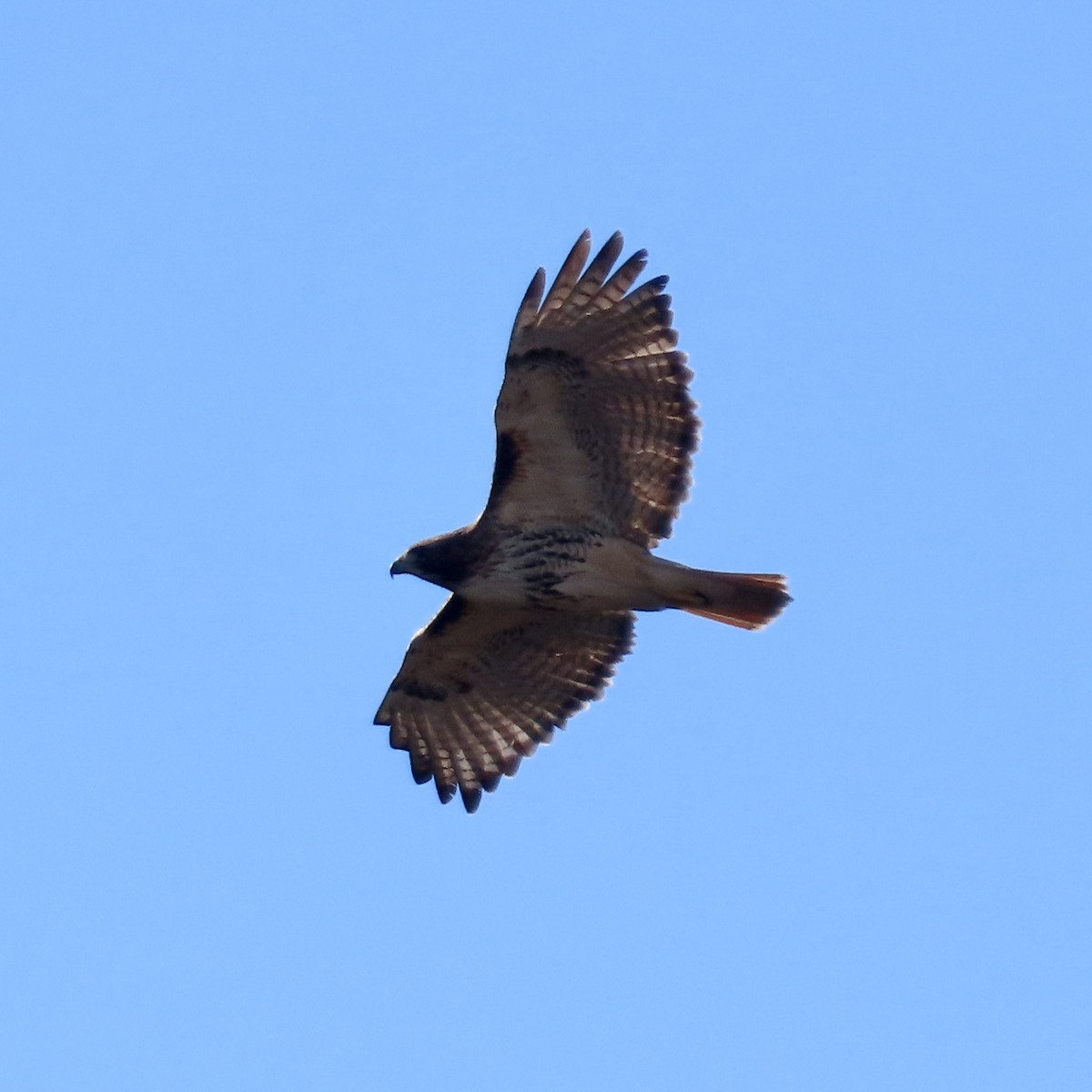 Red-tailed Hawk - ML614390768