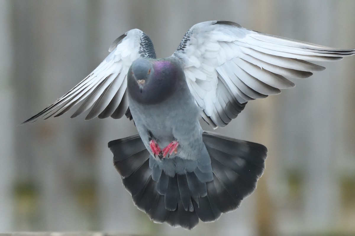 Rock Pigeon (Feral Pigeon) - ML614390791