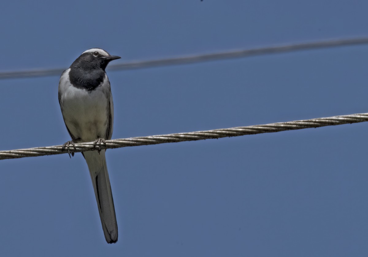 White-browed Wagtail - ML614390805