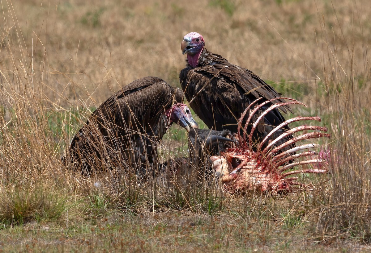 Lappet-faced Vulture - ML614390836