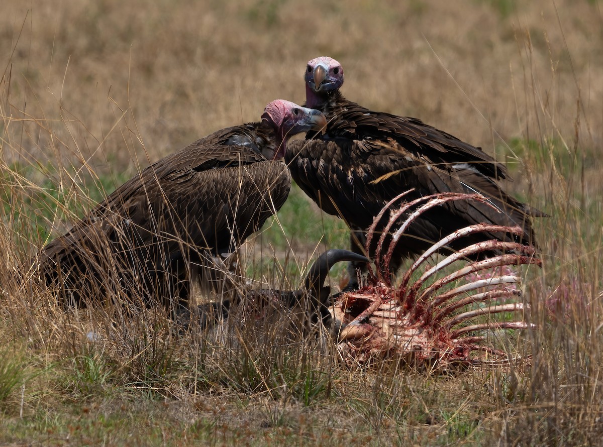 Lappet-faced Vulture - ML614390837