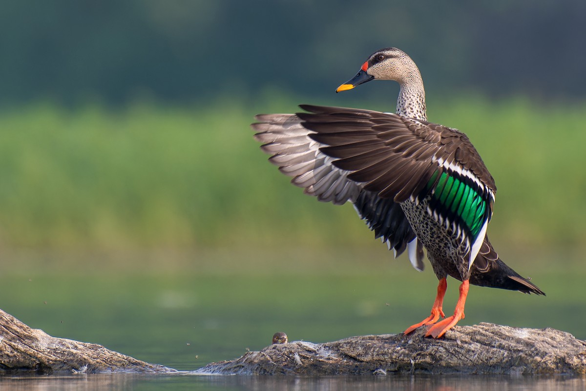 Indian Spot-billed Duck - Abhijit Mishra