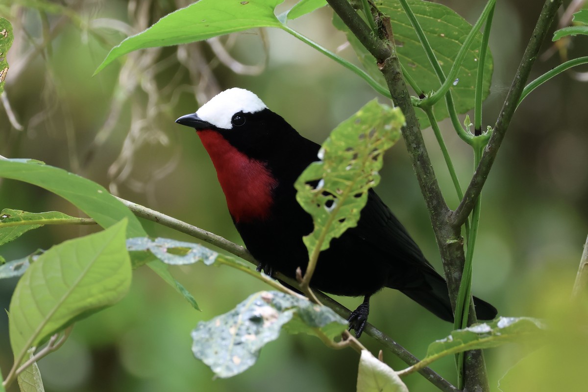 White-capped Tanager - ML614390977