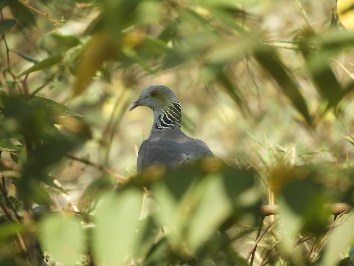 Nilgiri Wood-Pigeon - ML614391433