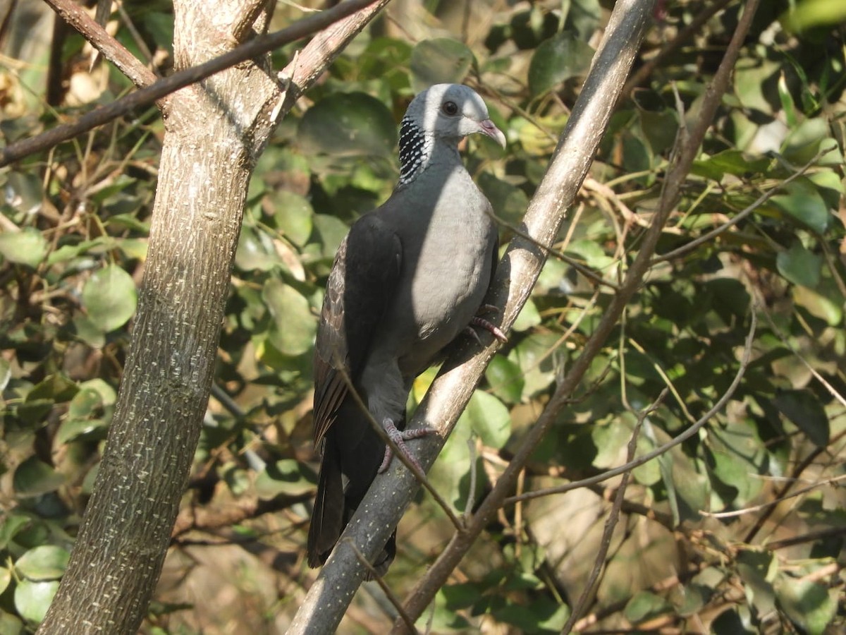 Nilgiri Wood-Pigeon - ML614391434