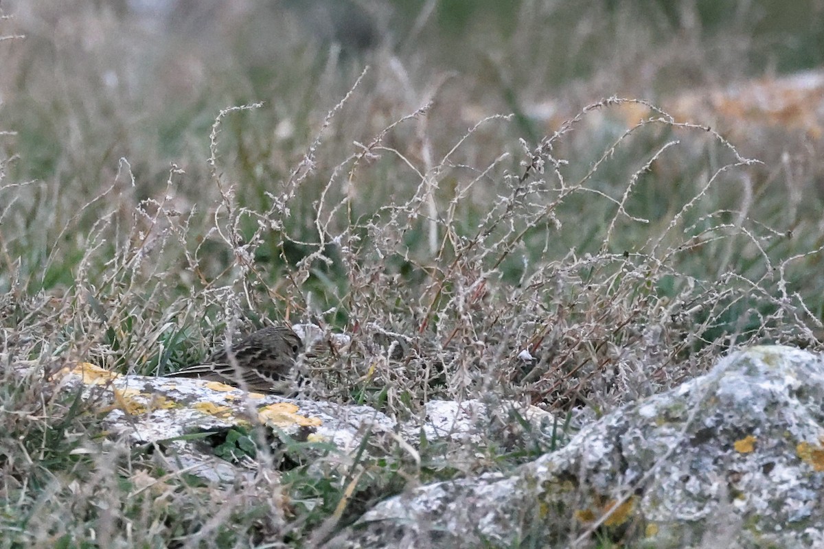 Meadow Pipit - Anonymous