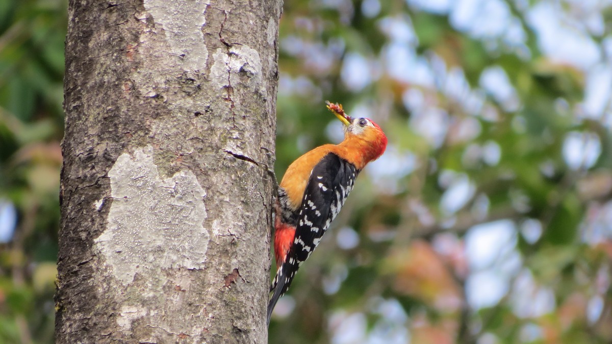 Rufous-bellied Woodpecker - Twisha Sangwan