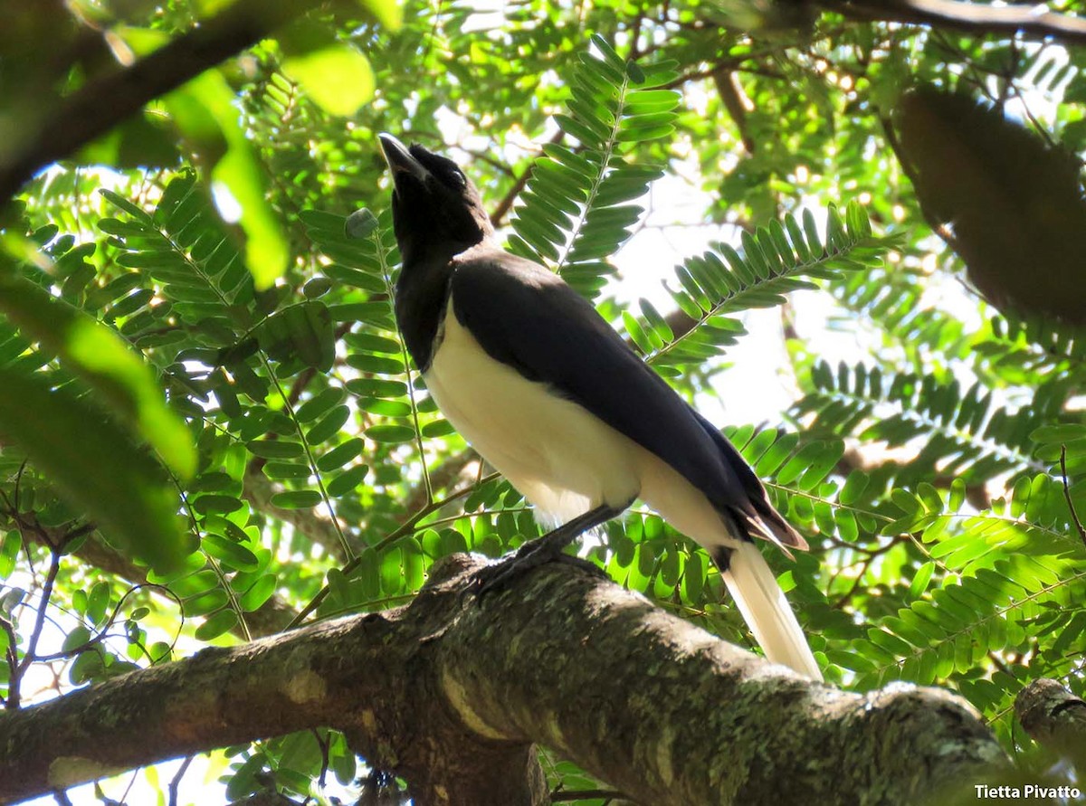 Curl-crested Jay - ML614391966