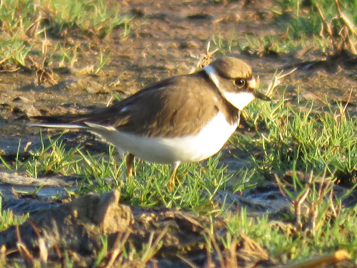 Little Ringed Plover (curonicus) - ML614392261