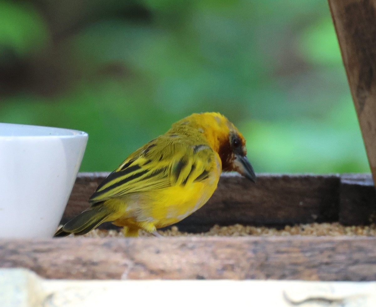 Southern Brown-throated Weaver - ML614392583