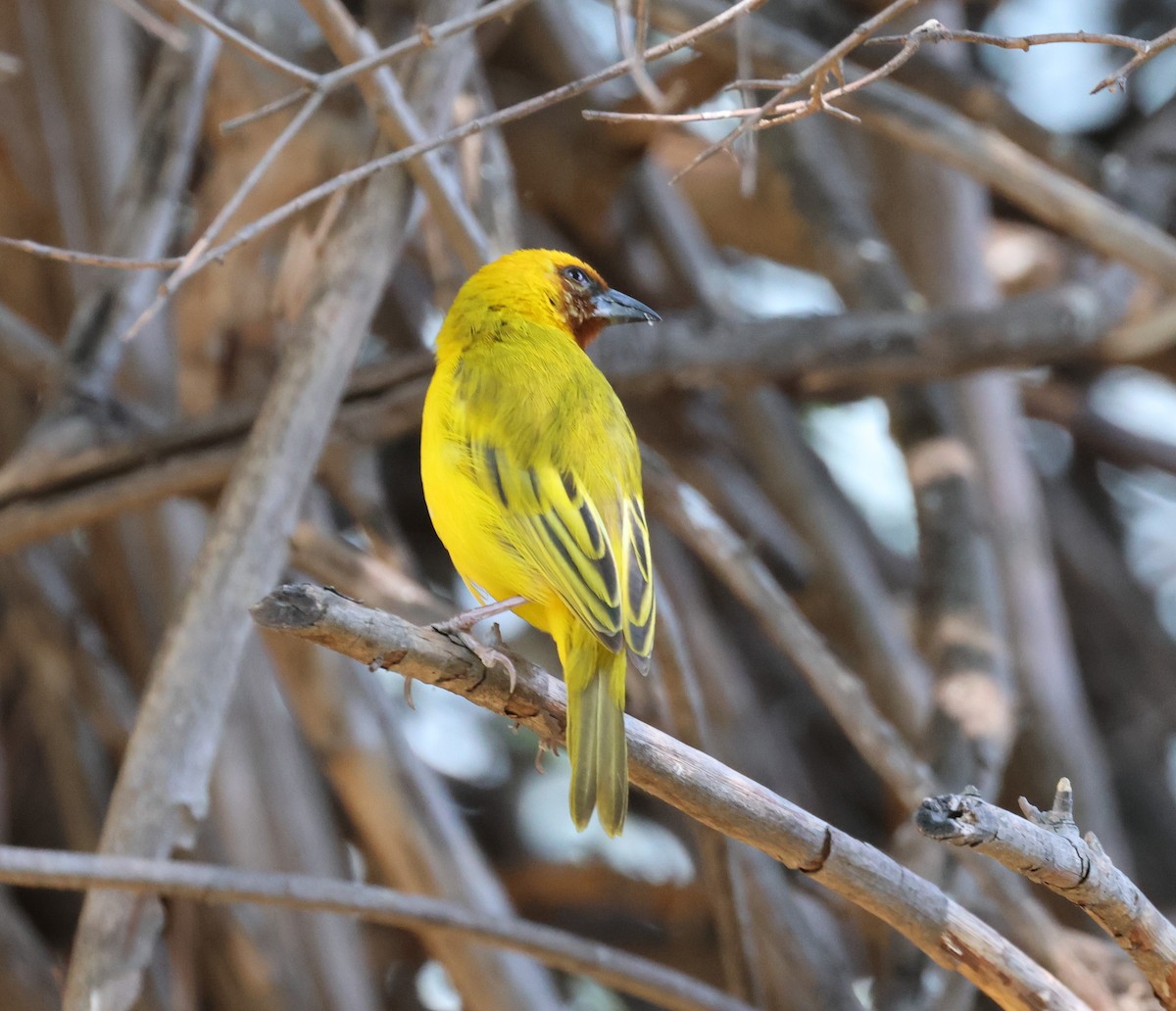 Southern Brown-throated Weaver - ML614392586