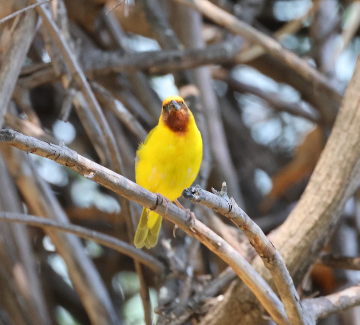 Southern Brown-throated Weaver - ML614392587
