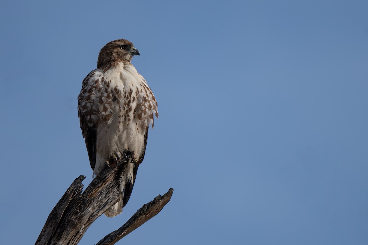 Red-tailed Hawk - ML614392609