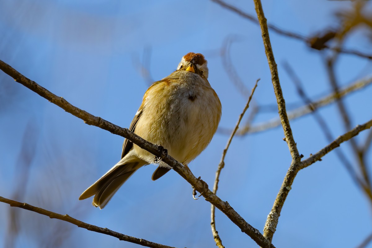 American Tree Sparrow - ML614392644