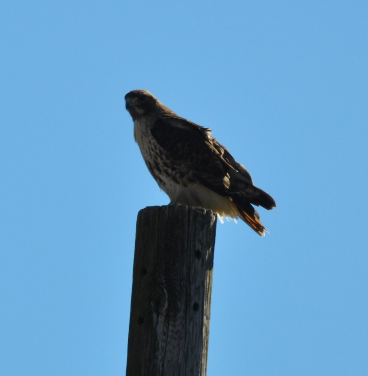 Red-tailed Hawk - ML614392699