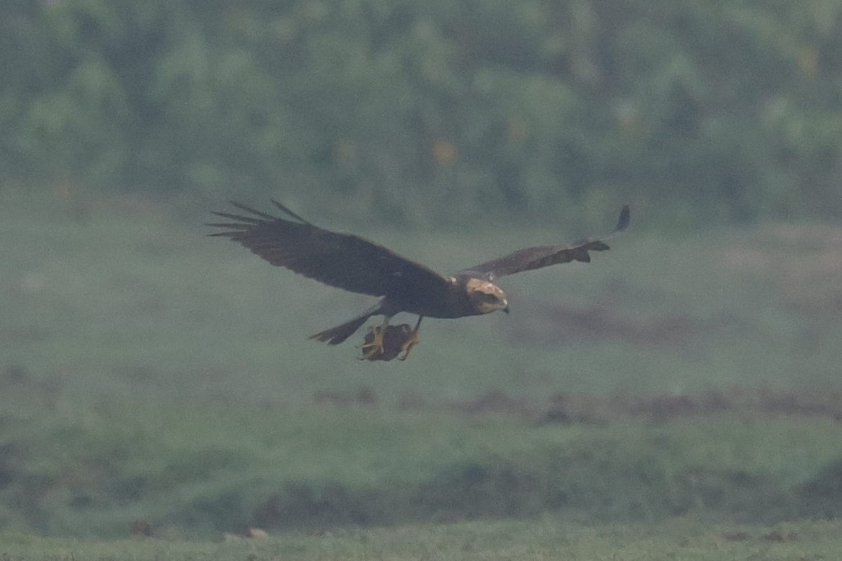 Western Marsh Harrier - Sriram Reddy