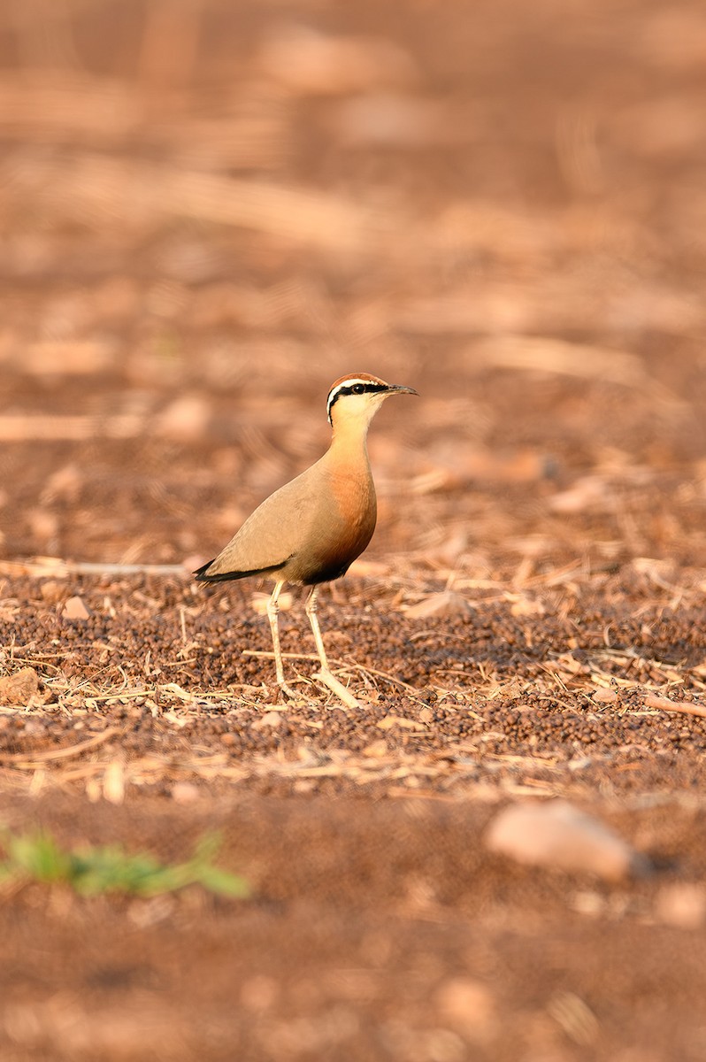 Indian Courser - ML614392764
